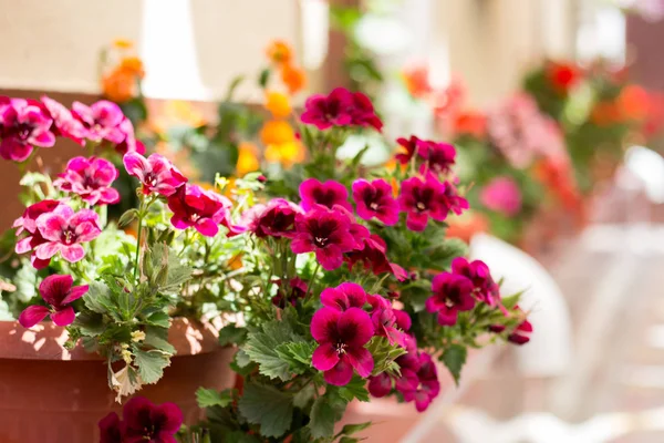 Pelargonia Pobliżu Okna — Zdjęcie stockowe