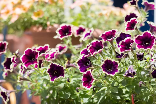 Itır pencerede yakınındaki