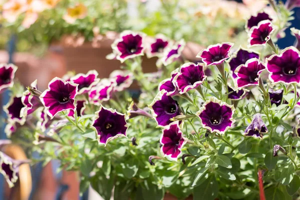 Itır pencerede yakınındaki