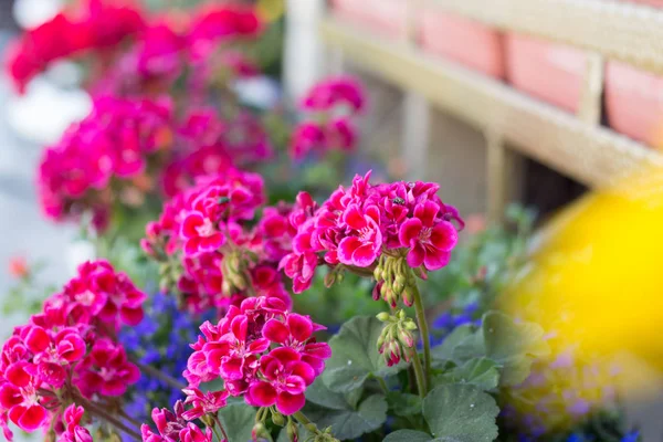 Sardunya içinde Bahçe balkonlar