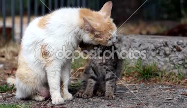 Kedi yavrusunu yalıyor. Video.