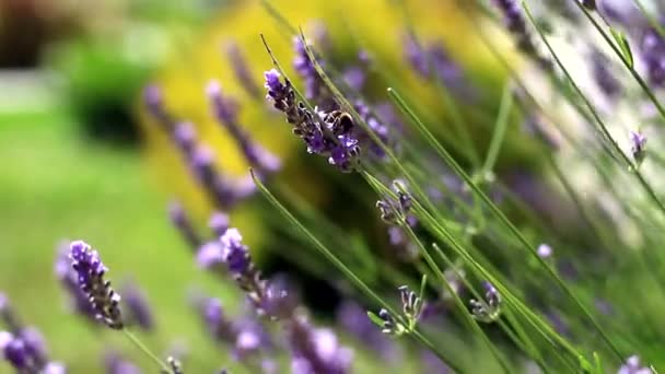 Lavandula Angustifolia Grön Bakgrund — Stockvideo