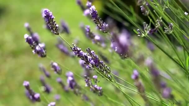 Lavandula Angustifolia Fundo Verde — Vídeo de Stock