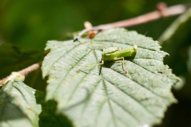 Bir yaprak bir ağacın üzerinde küçük bir peygamber devesi yakın çekim
