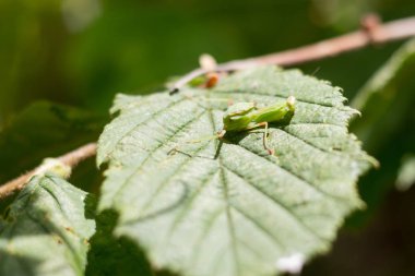 Bir yaprak bir ağacın üzerinde küçük bir peygamber devesi yakın çekim