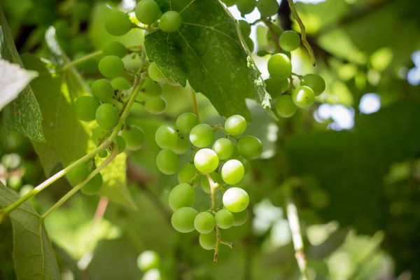 Sarmaşıktaki olgunlaşmamış üzümler