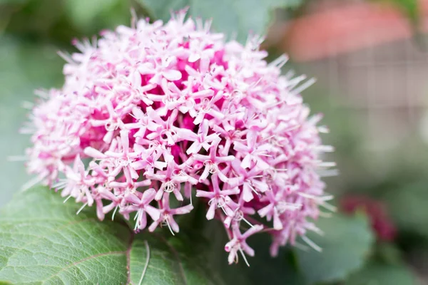 Büyük pembe bahçe çiçeği