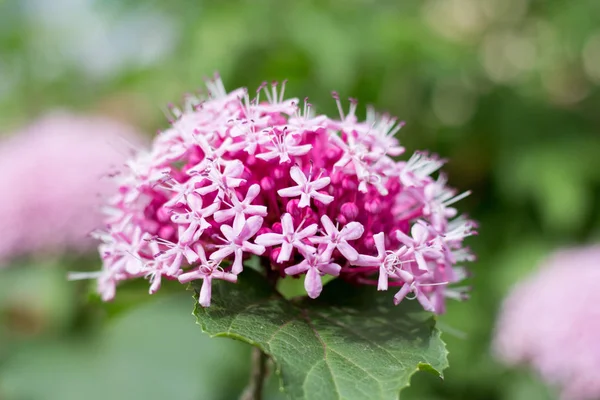 Büyük pembe bahçe çiçeği