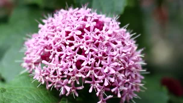 Grande Flor Jardim Rosa — Vídeo de Stock