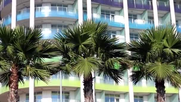 美しいホテル風のヤシの木 — ストック動画