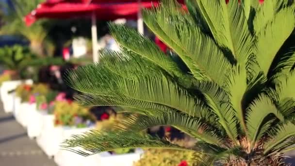 Ein Kleiner Busch Cycas Revoluta Der Nähe Des Cafés — Stockvideo