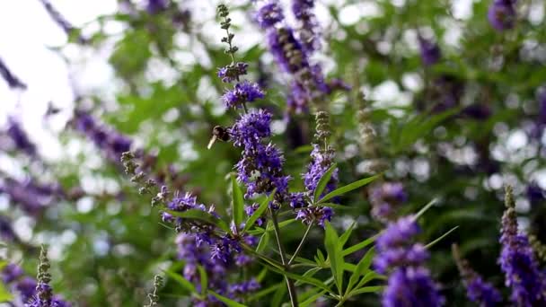 Bumblebee Recoge Polen Flores Púrpuras — Vídeos de Stock