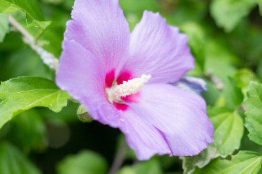 Hibiscus çiçeği yakın plan. Makro.