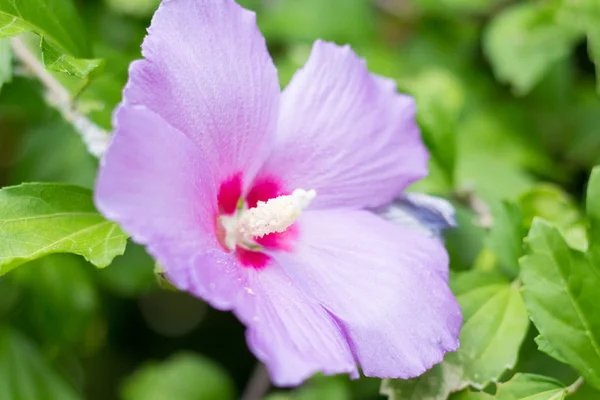 Цветок Гибискуса Крупным Планом Макро — стоковое фото