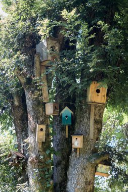 Ağaç üzerinde birçok farklı kuş evleri 