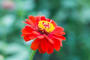 Yatakta Kırmızı Zinnia çiçek