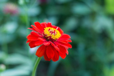 Yatakta Kırmızı Zinnia çiçek