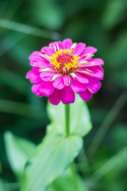 Bahçe güzel zinnia çiçeği