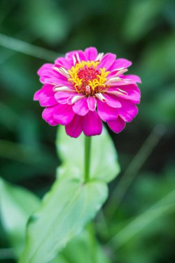 Bahçe güzel zinnia çiçeği