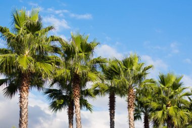 Yeşil palmiye ağaçları Sochi