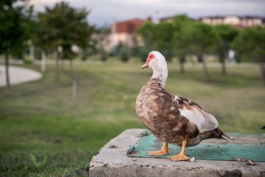 Parktaki ördek