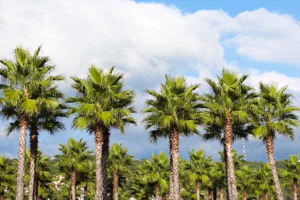 Palme Verdi Sochi — Foto Stock