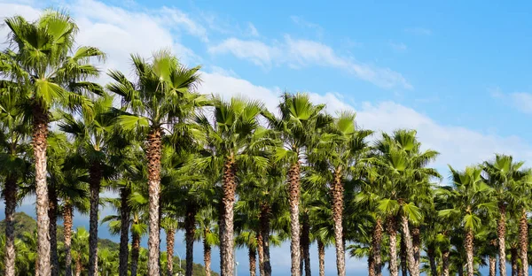 索契的绿色棕榈树 — 图库照片