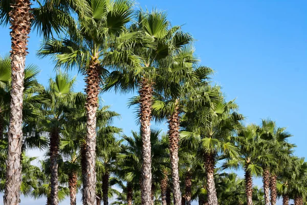 Palme Verdi Sochi — Foto Stock