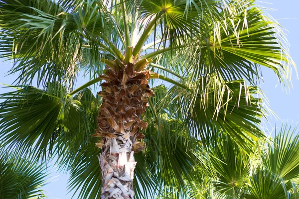 Palmeras Verdes Sochi — Foto de Stock