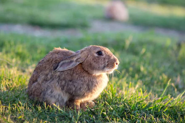 Conejo Paseos Por Naturaleza —  Fotos de Stock