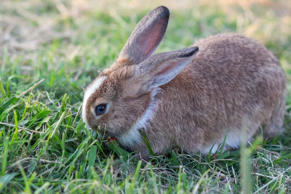 Coniglio Sulle Passeggiate Nella Natura — Foto Stock