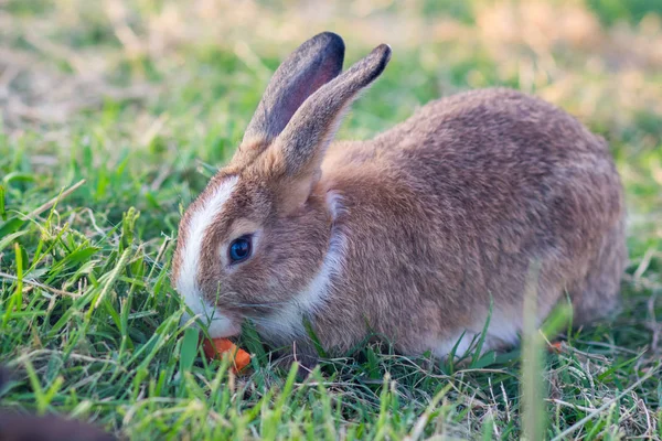 兔子在自然散步 — 图库照片