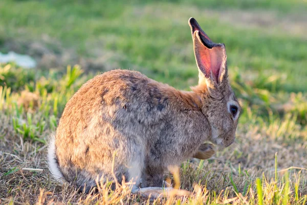 Conejo Paseos Por Naturaleza —  Fotos de Stock