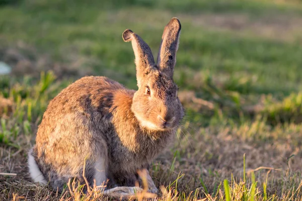 Conejo Paseos Por Naturaleza —  Fotos de Stock