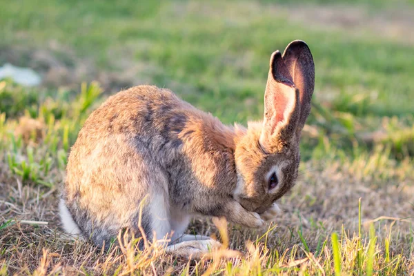 Conejo Paseos Por Naturaleza —  Fotos de Stock