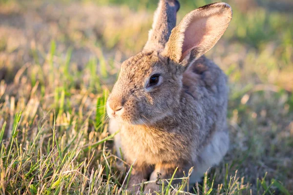 Кролик Прогулках — стоковое фото