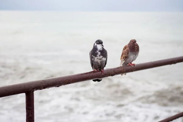 暴风雨背景上的鸽子 — 图库照片