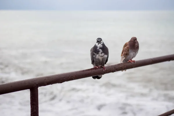 Pombos Fundo Tempestade — Fotografia de Stock