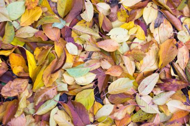 Renkli sonbahar yaprakları arkaplanı