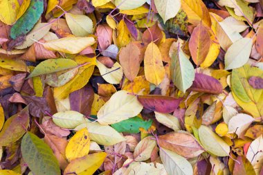 Renkli sonbahar yaprakları arkaplanı
