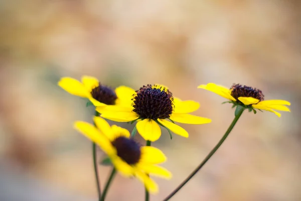 Gelbe Blumen Auf Einem Hintergrund — Stockfoto