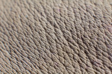  Gri deri. Yakın çekim