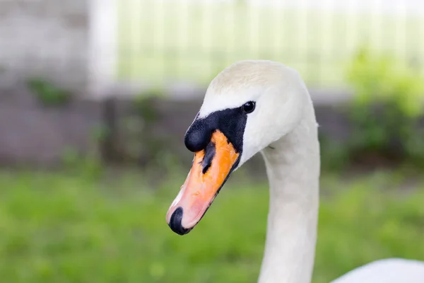 Cisne Branco Parque — Fotografia de Stock