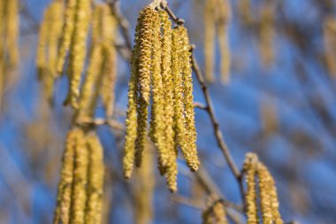 Alder çiçekleri, çekim. Mavi gökyüzüne karşı