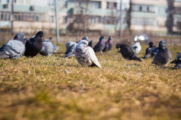 Viele Tauben Auf Der Wiese — Stockfoto