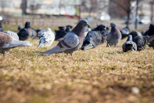 Muchas Palomas Prado — Foto de Stock