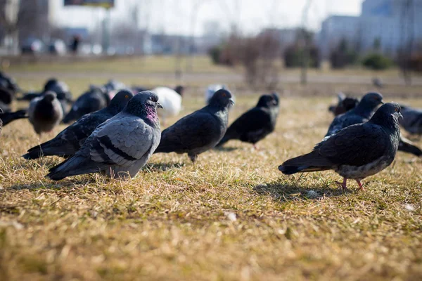 Viele Tauben Auf Der Wiese — Stockfoto