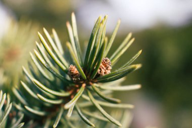 Tek Ladin şube, doğa