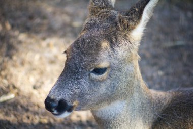 Genç bir karaca sürüsünün başı.