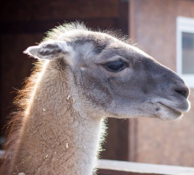 Llama hayvanat bahçesinde yakın